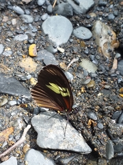 Heliconius xanthocles