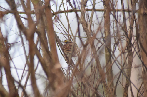 White-throated Sparrow photographed in Delaware