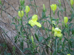 Haplophyton crooksii