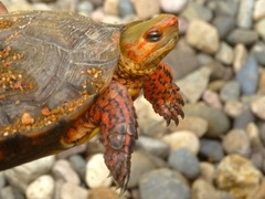 Rhinoclemmys pulcherrima rogerbarbouri