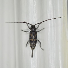 Graphisurus fasciatus