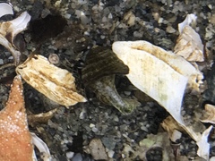 Pagurus hirsutiusculus