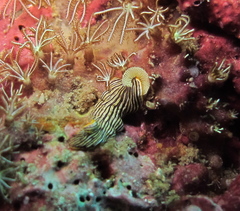 Dermatobranchus striatus