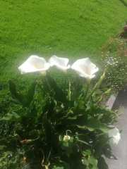 Zantedeschia