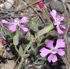 Silene psammitis