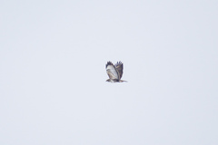Buteo buteo