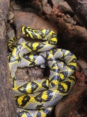 Euprepiophis mandarinus