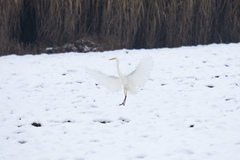 Ardea alba