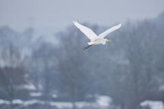 Ardea alba