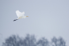 Ardea alba