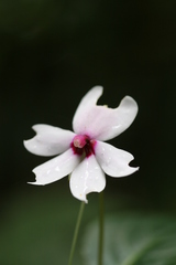 Impatiens javensis