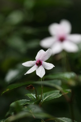 Impatiens javensis