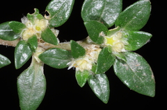 Guilleminea densa