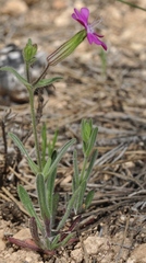 Silene psammitis