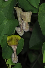 Aristolochia argentina