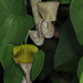 Aristolochia argentina - Photo (c) aacocucci, some rights reserved (CC BY-NC), uploaded by aacocucci
