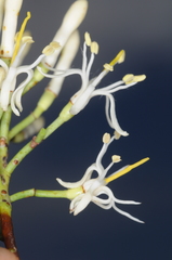 Tripodanthus flagellaris