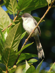 Apalis melanocephala adjacens