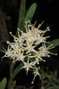Tripodanthus flagellaris - Photo (c) aacocucci, some rights reserved (CC BY), uploaded by aacocucci