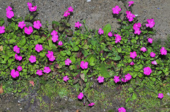 Silene pseudoatocion