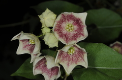 Philibertia gilliesii