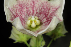 Philibertia gilliesii