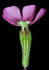 Silene pseudoatocion