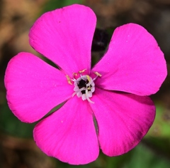 Silene pseudoatocion