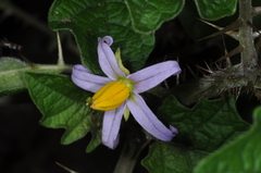 Solanum palinacanthum