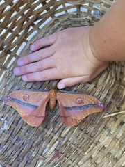 Opodiphthera loranthi