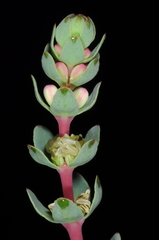 Myriophyllum quitense