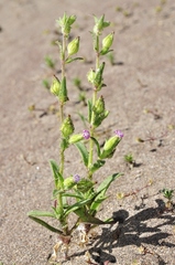 Silene ramosissima