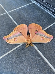 Opodiphthera loranthi