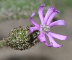 Silene ramosissima