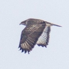 Buteo buteo