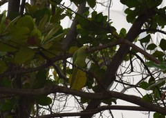 Psittacula krameri