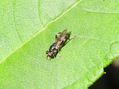 Chalcosyrphus metallicus