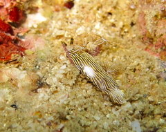 Dermatobranchus striatus