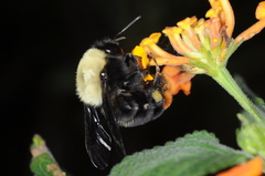 Bombus bellicosus
