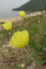Papaver popovii