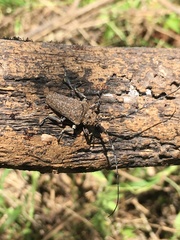 Neodillonia albisparsa