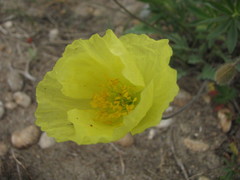 Papaver popovii