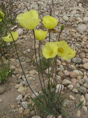 Papaver popovii