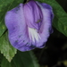 Clitoria cordobensis - Photo (c) aacocucci, some rights reserved (CC BY-NC), uploaded by aacocucci