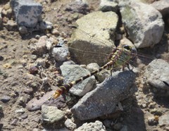 Erpetogomphus lampropeltis