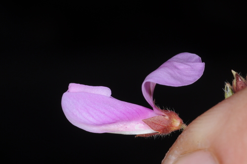 Silverleaf Desmodium