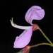 Silverleaf Desmodium - Photo (c) aacocucci, some rights reserved (CC BY-NC), uploaded by aacocucci