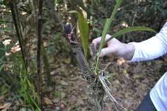 Anthurium gracile
