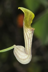 Aristolochia argentina
