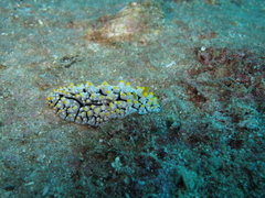 Phyllidia elegans